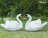 Топиари композиция Лебеди белые Модель 2 - газон Eco оптом