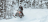 Снегоход BRP Ski-Doo Skandic SWT 900 ACE (2022) оптом