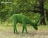 Топиари олень, пасется - газон Deluxе оптом