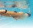 Плавательный спа-бассейн с противотоком JNJ SPAS Swim Pro I Endless Pool оптом